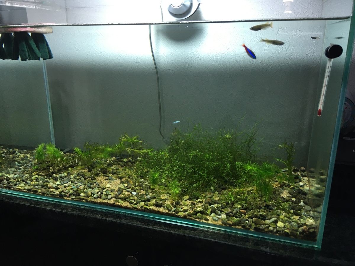 アナカリスとは ゲームの人気 最新記事を集めました はてな