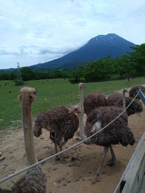 f:id:yoshitakucha:20250616201441j:image