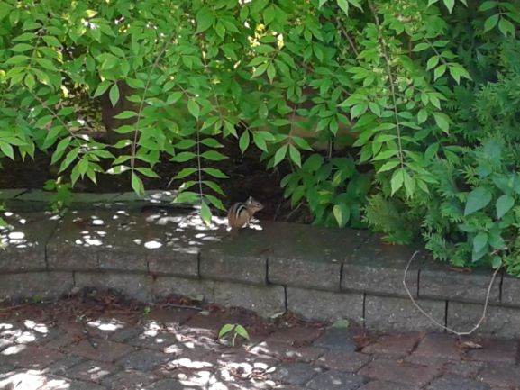 f:id:yoshitorontox:20190708120900j:plain f:id:yoshitorontox:20190708120900j:plain