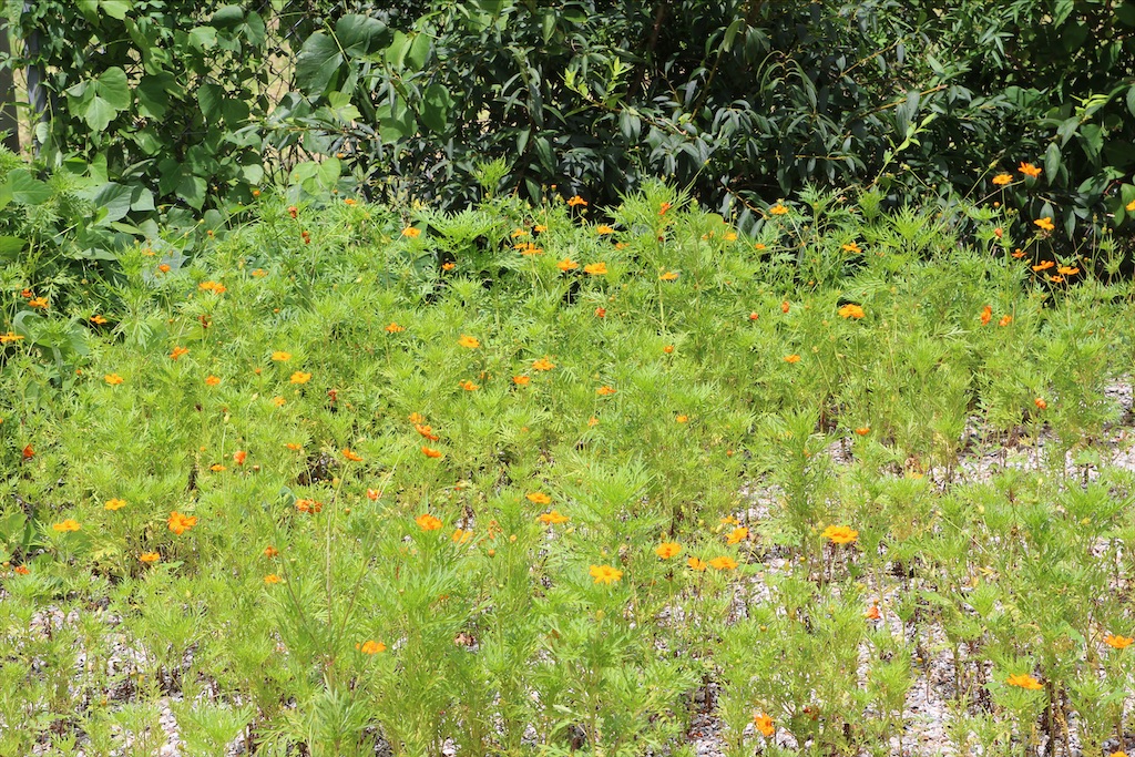 f:id:yoshitugu1967:20210330211559j:image