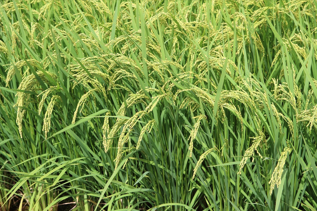 f:id:yoshitugu1967:20210330211758j:image