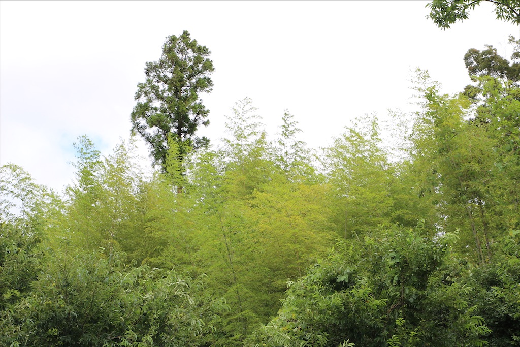 f:id:yoshitugu1967:20210330212539j:image