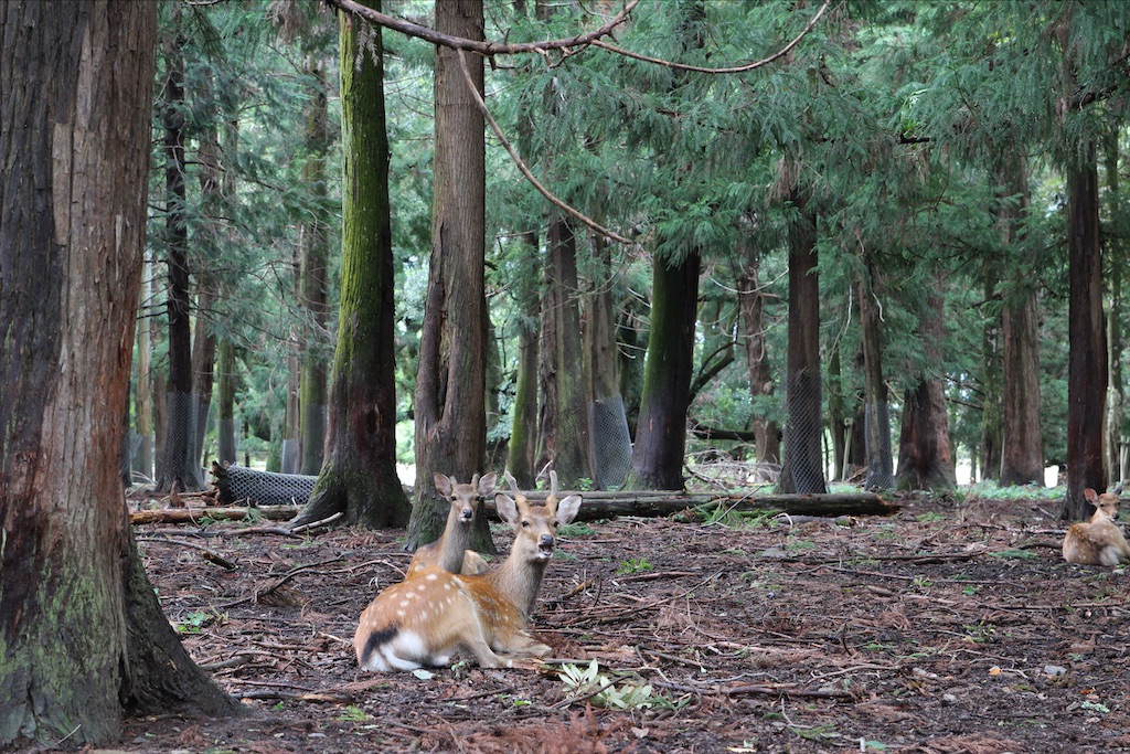 f:id:yoshitugu1967:20210331090947j:image