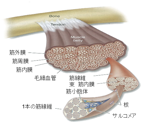 f:id:yoshiyukimatsuno:20180719095345p:plain f:id:yoshiyukimatsuno:20180719095345p:plain