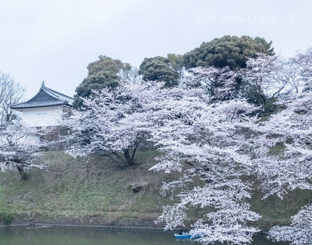 千鳥ヶ淵緑道の桜 皇居の建物と写すと風情がある