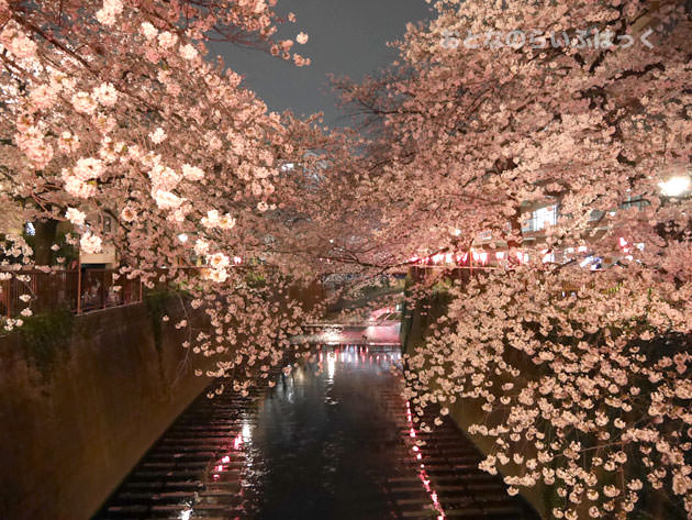 目黒川の桜 橋の上から撮影