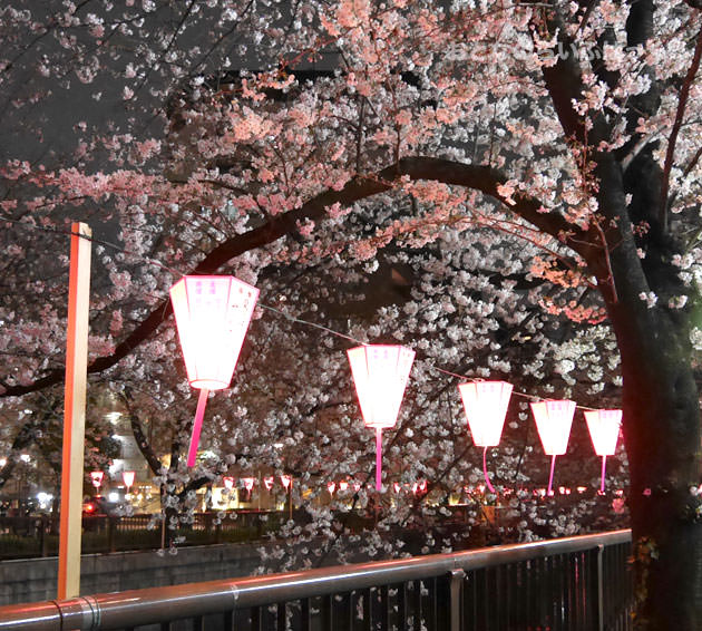 目黒川 夜は提灯がついているが暗い