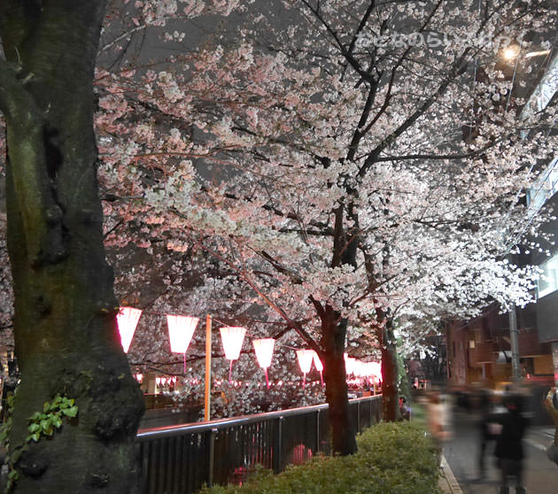 目黒川の桜 オフィスビルの近くは明るくて夜でも綺麗