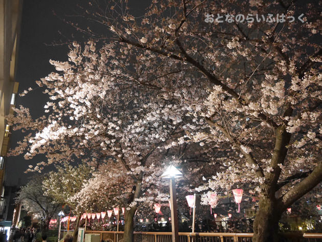 目黒川の桜