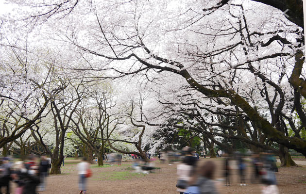 千駄ヶ谷門近くに桜の木が沢山ある