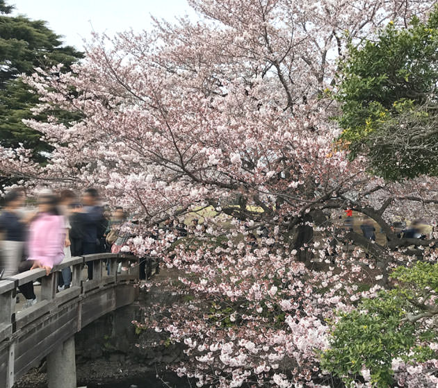 奥の方にある池にかかる橋が写真撮影にお薦め