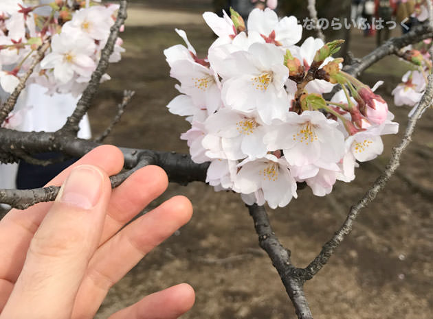 新宿御苑の桜は地面すれすれに垂れ下がっているのが特徴
