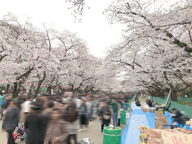 上野恩賜公園 桜並木が続いている様は圧巻