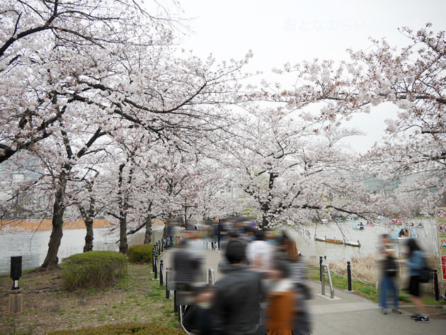 不忍池の池の桜 2