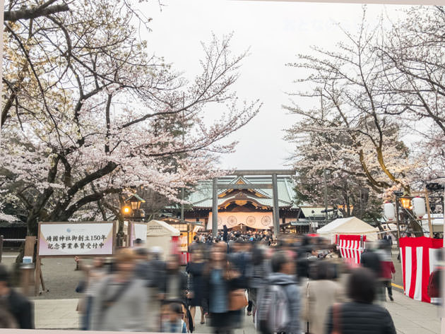 靖国神社 中門鳥居と拝殿と桜
