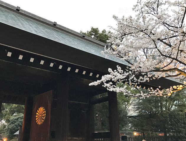 靖国神社 神門と桜