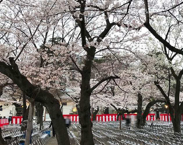 靖国神社の能楽堂のイベント 桜の下で見ることが出来る