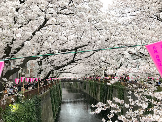 中目黒近辺は皮が細いので両側の桜をカメラに収めることができる