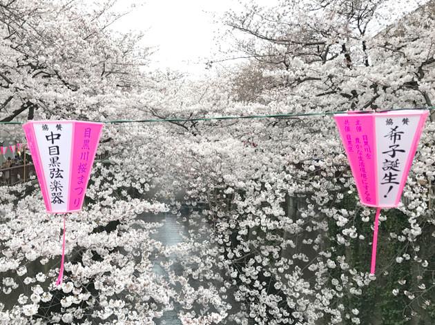 目黒川の桜と提灯