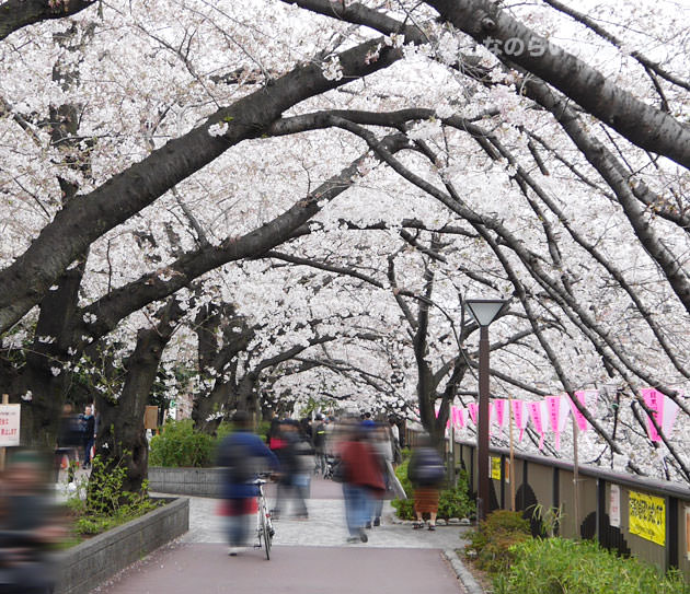 中目黒から目黒までの歩道 桜並木のアーチ