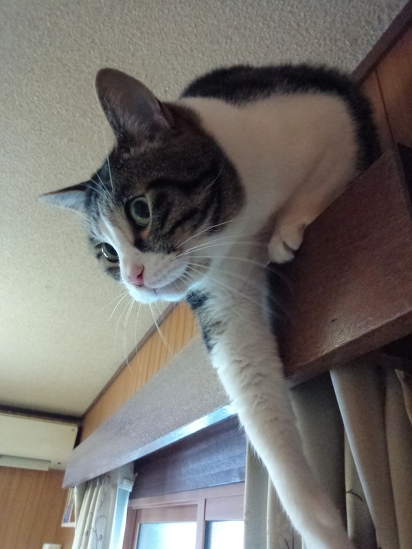 f:id:yosiokakanon3:20190217173151j:plain f:id:yosiokakanon3:20190217173151j:plain