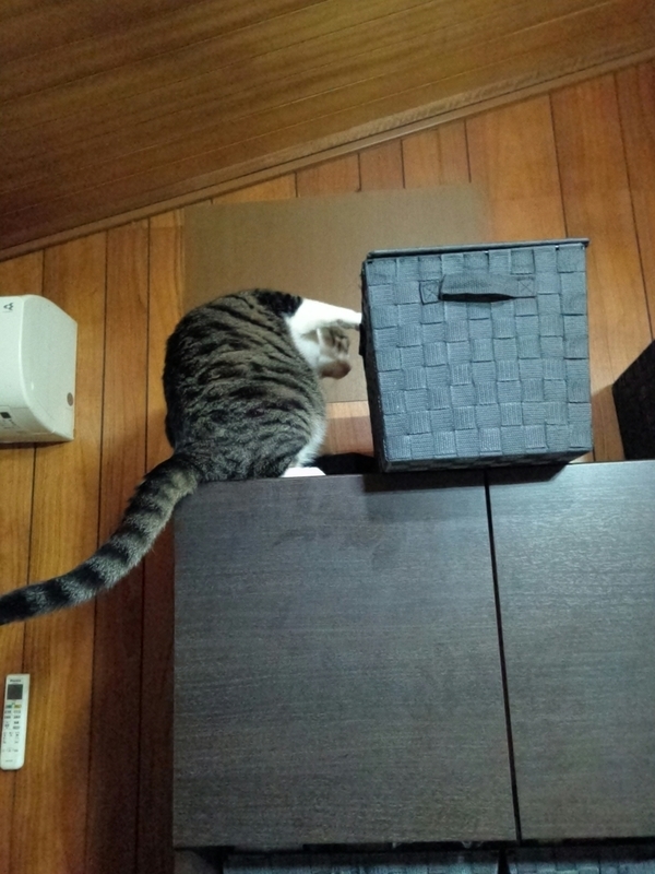 f:id:yosiokakanon3:20190217173323j:plain f:id:yosiokakanon3:20190217173323j:plain