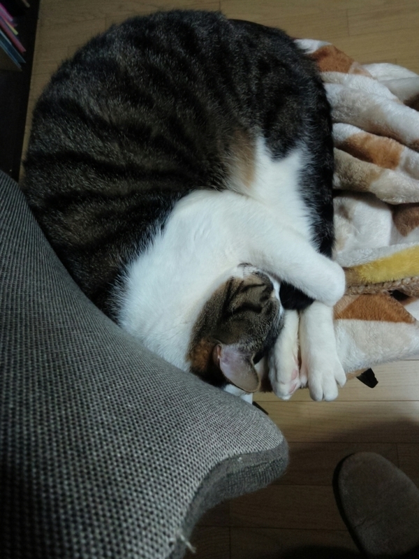 f:id:yosiokakanon3:20190217173430j:plain f:id:yosiokakanon3:20190217173430j:plain