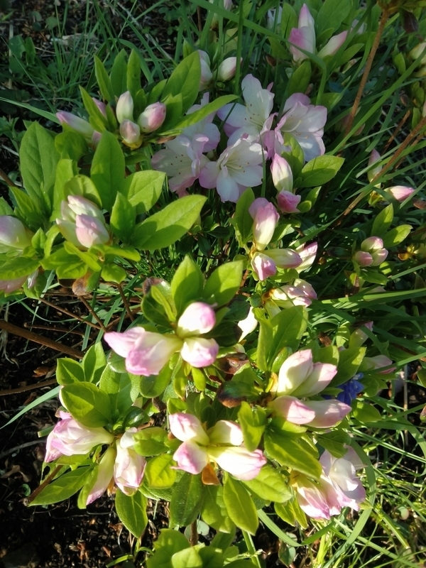 f:id:yosiokakanon3:20190524180541j:plain f:id:yosiokakanon3:20190524180541j:plain