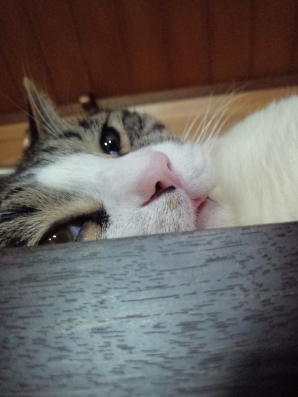 f:id:yosiokakanon3:20190622175040j:plain f:id:yosiokakanon3:20190622175040j:plain