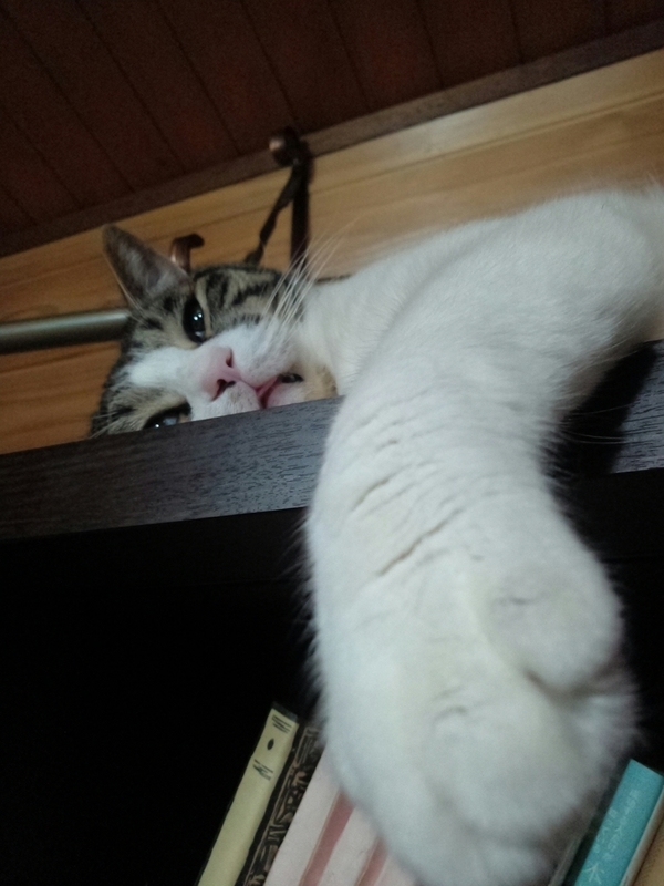 f:id:yosiokakanon3:20190622175144j:plain f:id:yosiokakanon3:20190622175144j:plain