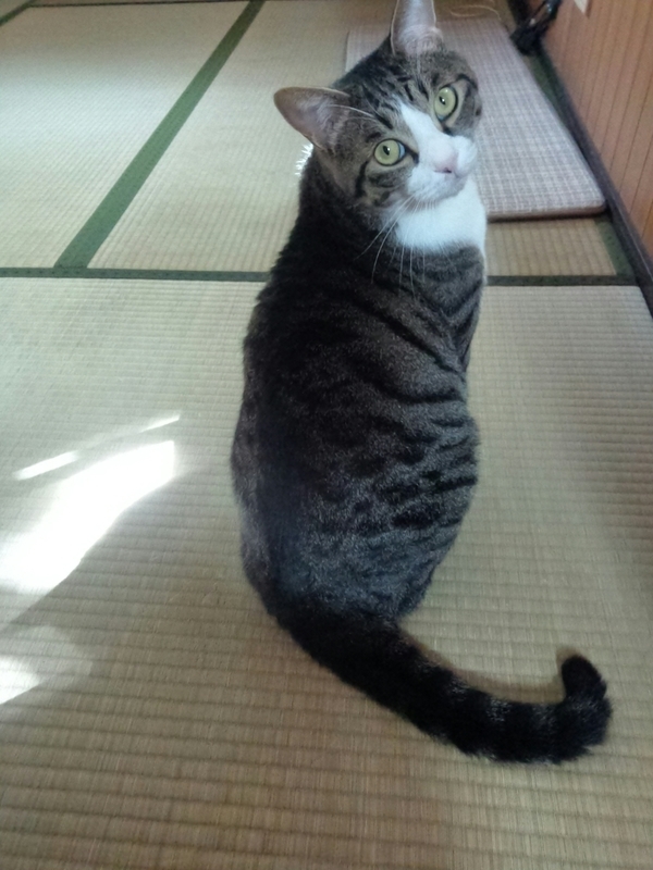 f:id:yosiokakanon3:20190622175428j:plain f:id:yosiokakanon3:20190622175428j:plain