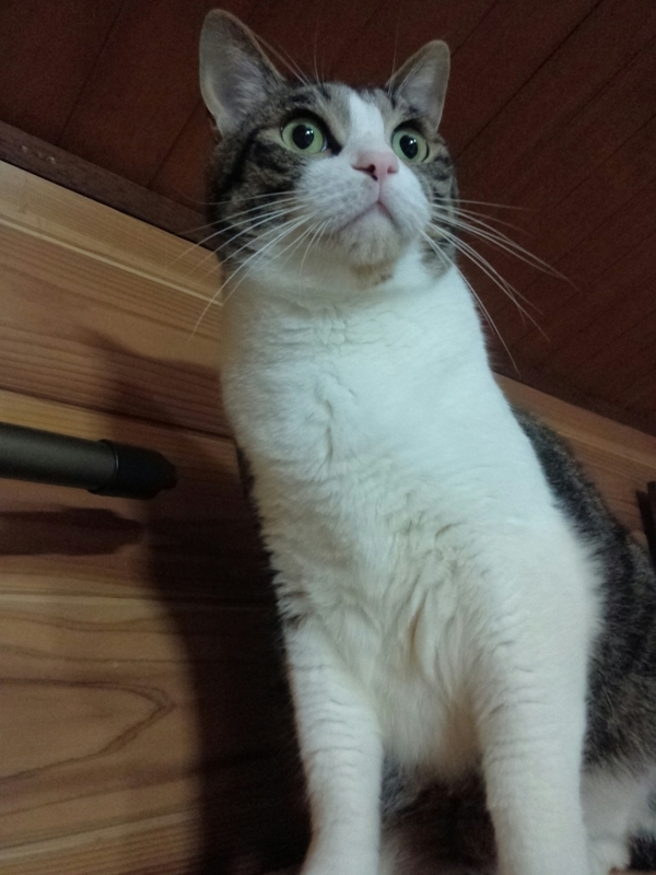 f:id:yosiokakanon3:20190622181153j:plain f:id:yosiokakanon3:20190622181153j:plain