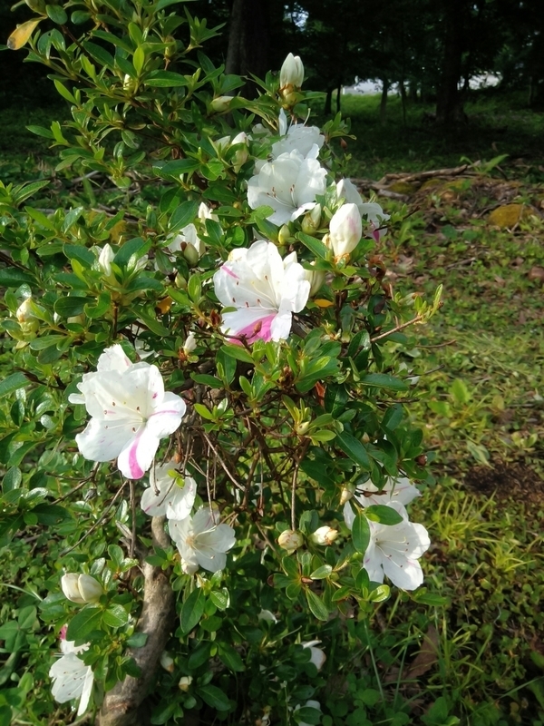 f:id:yosiokakanon3:20190622182243j:plain f:id:yosiokakanon3:20190622182243j:plain