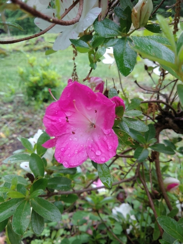 f:id:yosiokakanon3:20190622182304j:plain f:id:yosiokakanon3:20190622182304j:plain