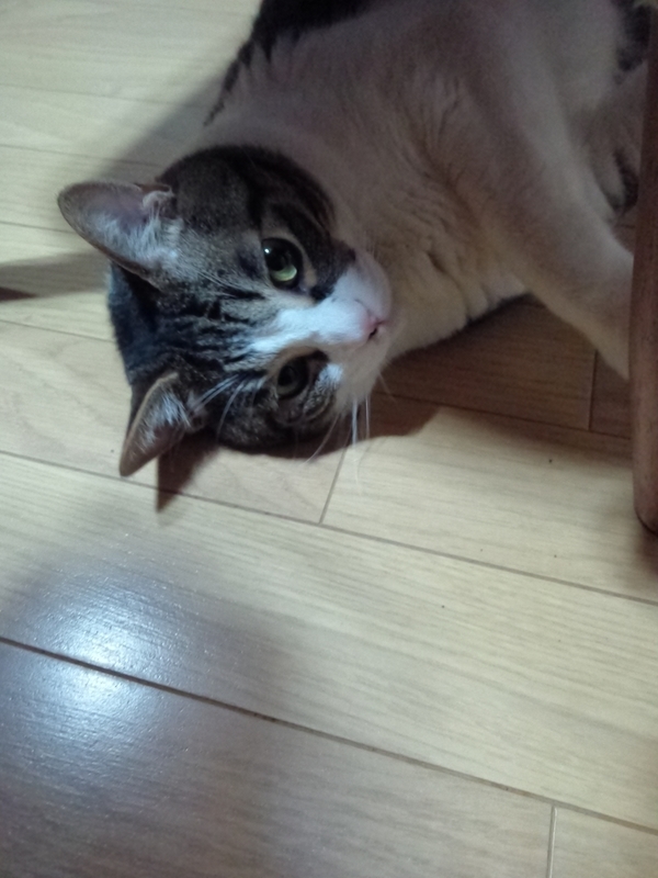 f:id:yosiokakanon3:20190707094413j:plain f:id:yosiokakanon3:20190707094413j:plain