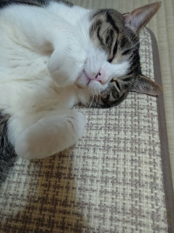 f:id:yosiokakanon3:20190707094628j:plain f:id:yosiokakanon3:20190707094628j:plain
