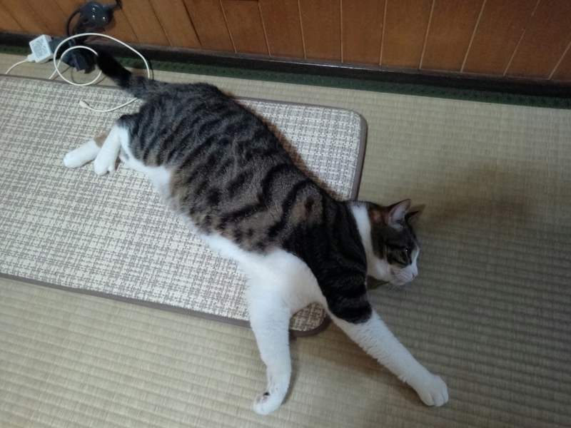 f:id:yosiokakanon3:20190707100502j:plain f:id:yosiokakanon3:20190707100502j:plain