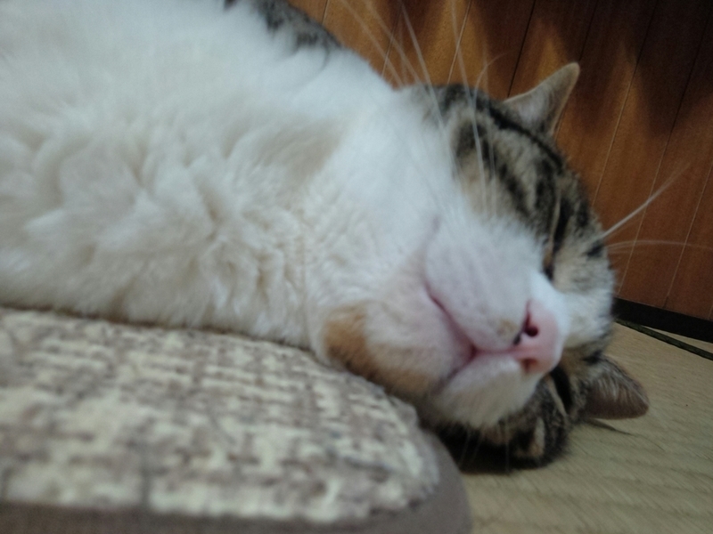 f:id:yosiokakanon3:20190707163725j:plain f:id:yosiokakanon3:20190707163725j:plain