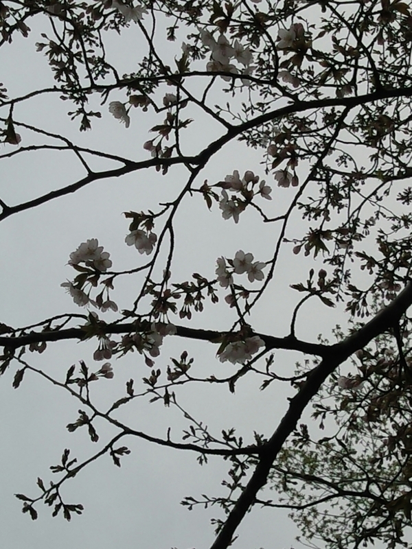 f:id:yosiokakanon3:20200503205004j:plain f:id:yosiokakanon3:20200503205004j:plain