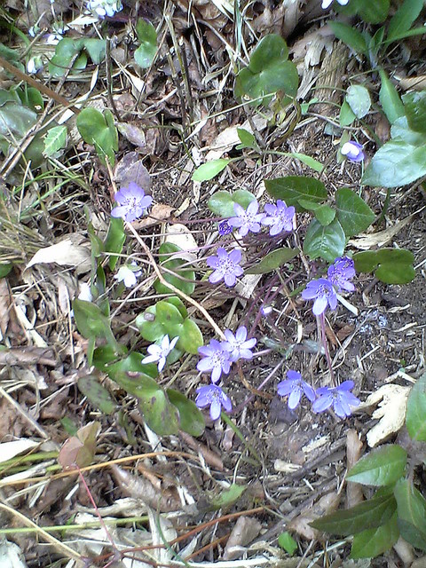 f:id:yosiosato:20070317124600j:image f:id:yosiosato:20070317124600j:image
