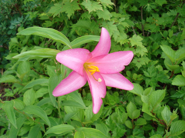 f:id:yosiosato:20070708083033j:image f:id:yosiosato:20070708083033j:image
