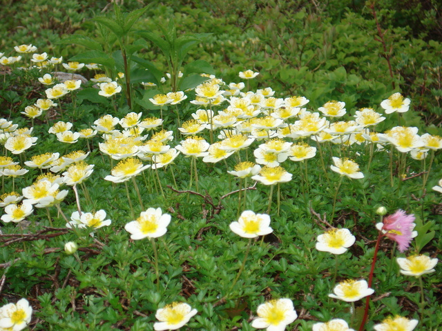 f:id:yosiosato:20070709093959j:image f:id:yosiosato:20070709093959j:image
