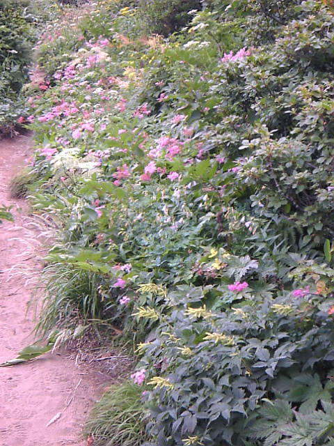 f:id:yosiosato:20070815113700j:image f:id:yosiosato:20070815113700j:image