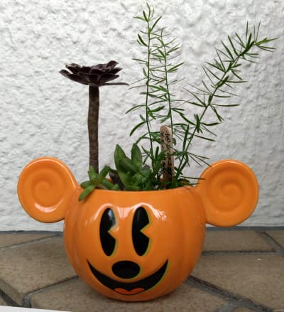 Goo5寄せ植え鉢