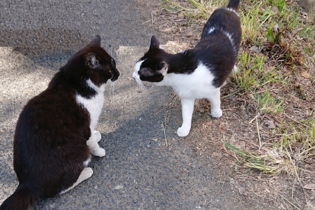 f:id:yosofuru:20201205102750j:plain