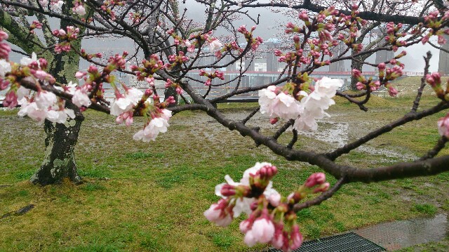 f:id:yossan0328:20170408040603j:image f:id:yossan0328:20170408040603j:image
