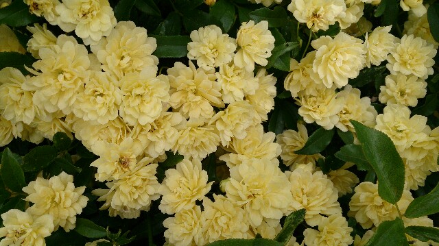 f:id:yossan0328:20170504184732j:image f:id:yossan0328:20170504184732j:image
