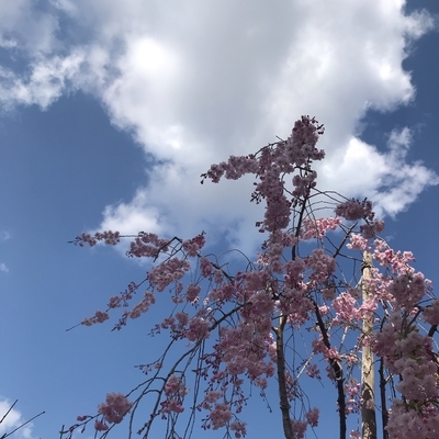 f:id:yossie_ko:20200403123239j:plain f:id:yossie_ko:20200403123239j:plain