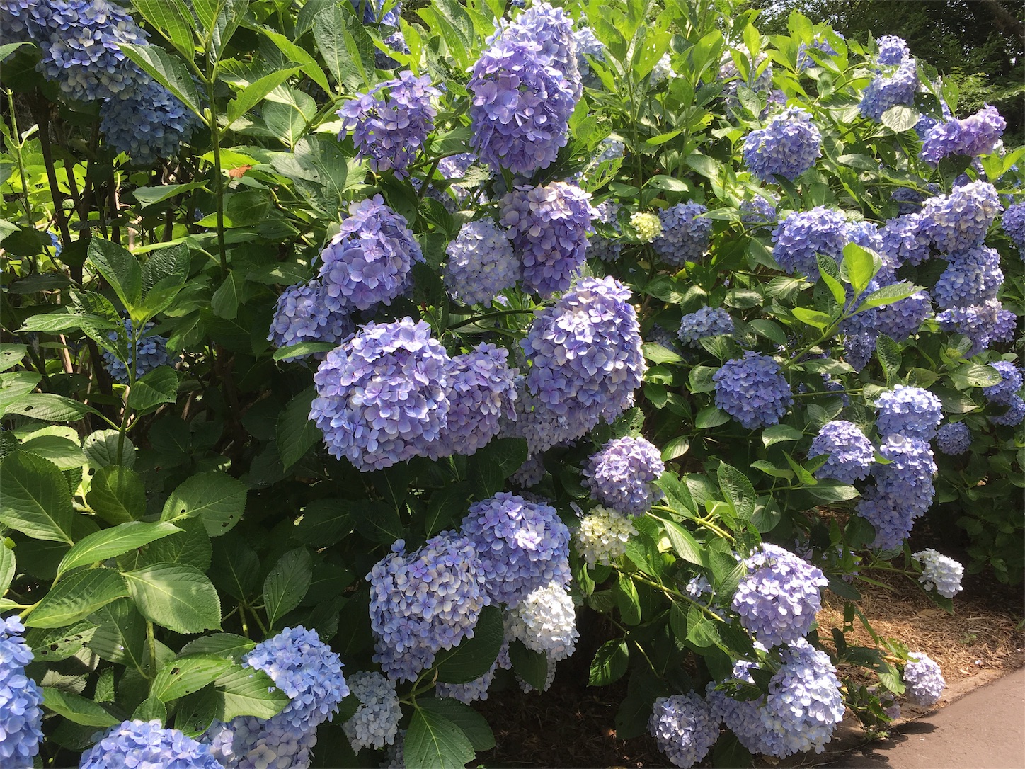 f:id:yossssoy:20190701004708j:image f:id:yossssoy:20190701004708j:image