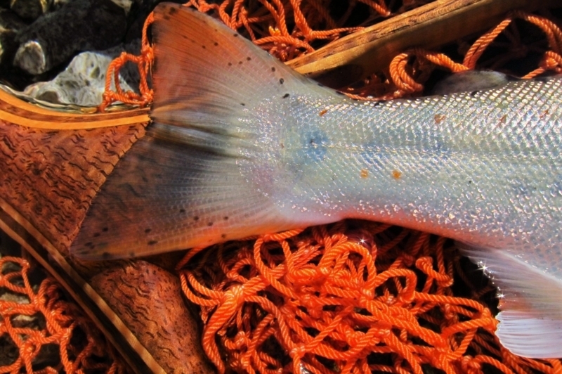 f:id:yossy-nt:20180709073849j:image